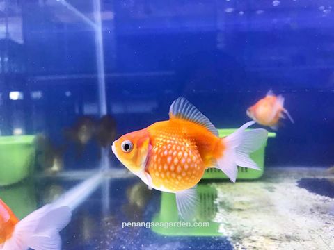 Goldfish Pearl Scale 5 - 01A.jpg