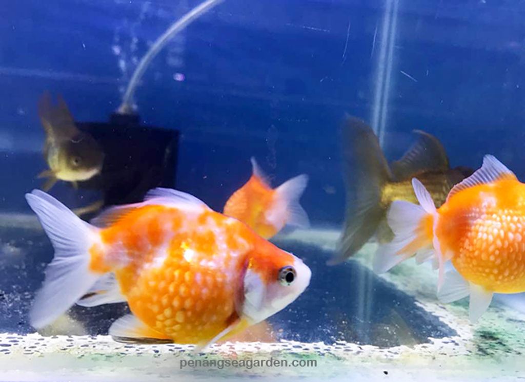 Goldfish Pearl Scale 5 - 02A.jpg
