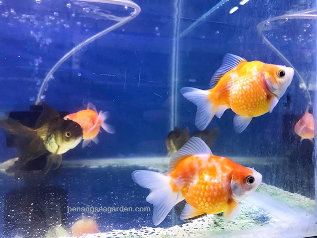 Goldfish Pearl Scale 5 - 03A.jpg