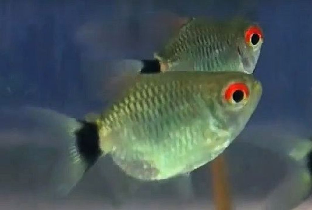 Balloon Red Eyes Tetra