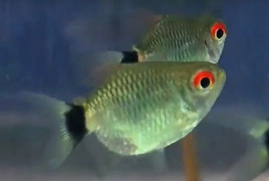 Balloon Red Eyes Tetra
