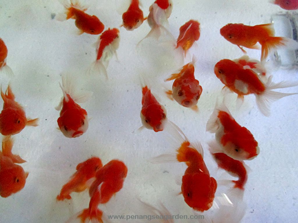 Goldfish Red Orlanda 3 - 02A.jpg