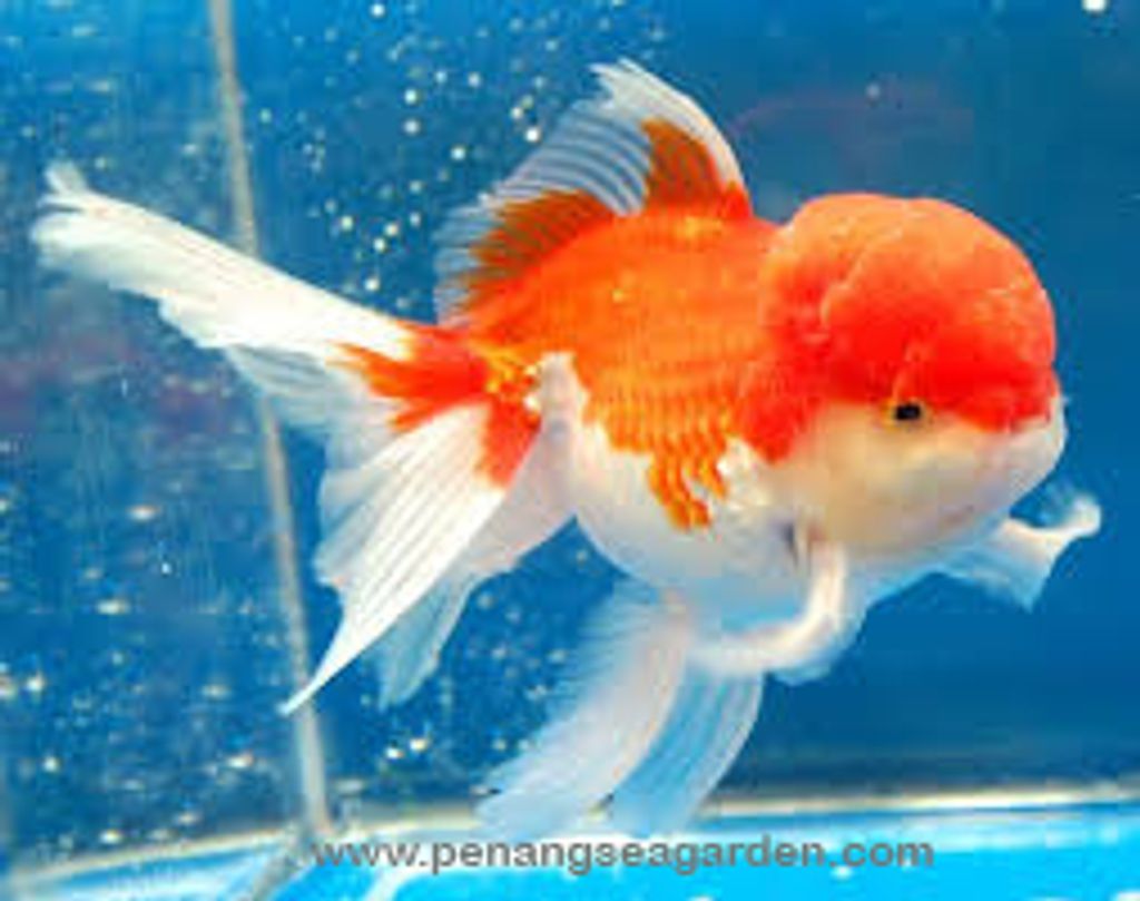 Goldfish Red Orlanda 3 - 03A.jpg