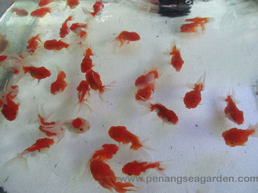 Goldfish Red Orlanda 3 - 01A.jpg