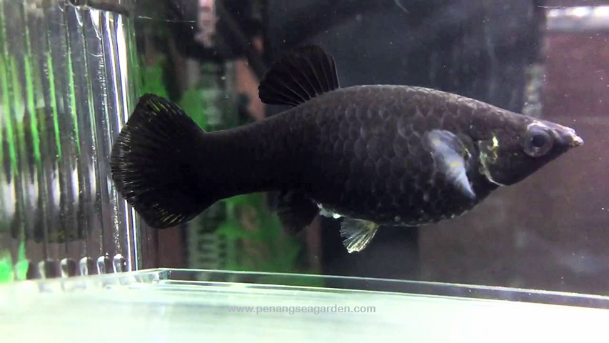 Molly - Black - 01A.jpg