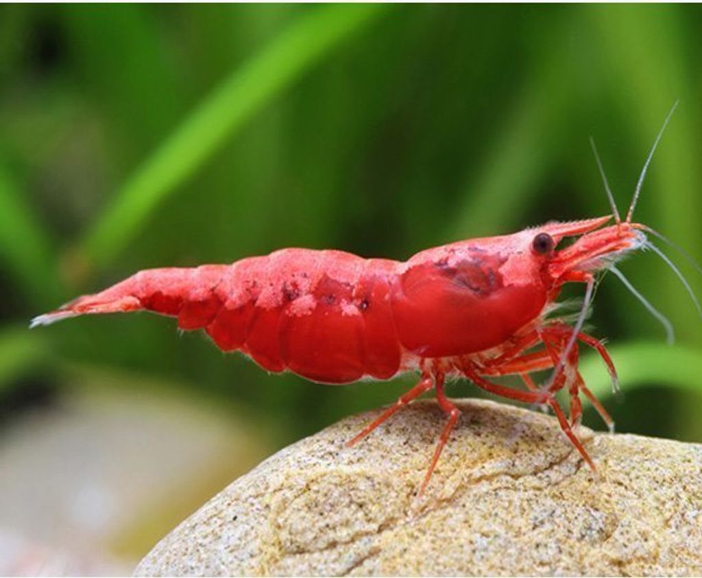 Shrimp - Red Cherry Shrimp RM2 - 01.jpg