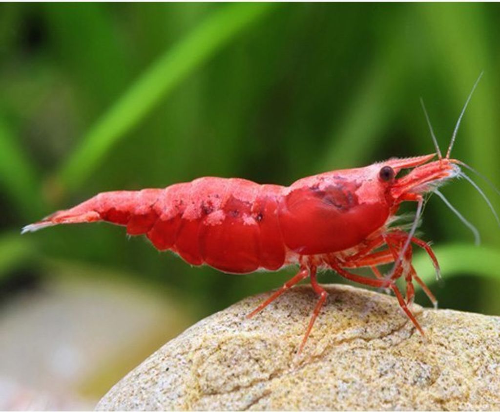 How To Breed Red Cherry Shrimp (Neocaridina Davidi) At Home – Aquarium ...