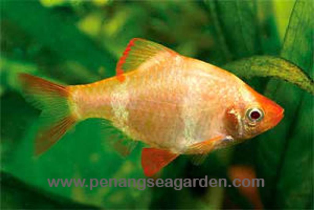 Barb Yellow L RM1 - 01A.jpg