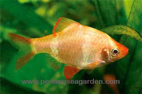 Barb Yellow L RM1 - 01A.jpg