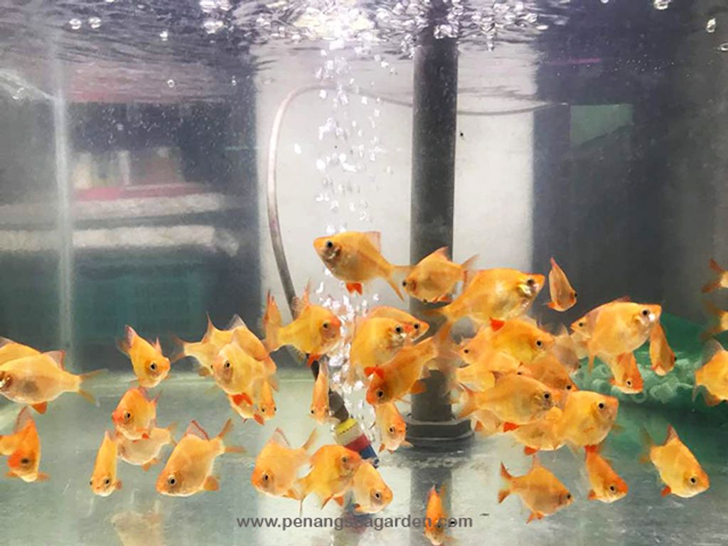 Barb Yellow L RM1 - 03A.jpg