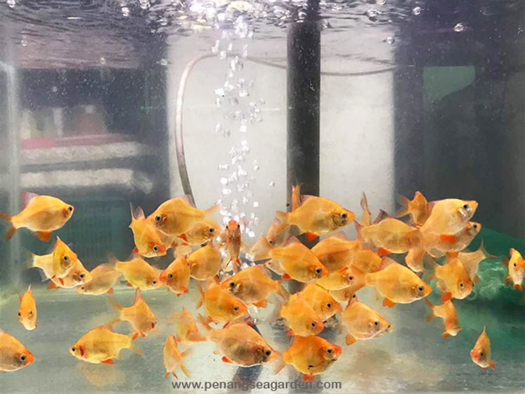 Barb Yellow L RM1 - 06A.jpg