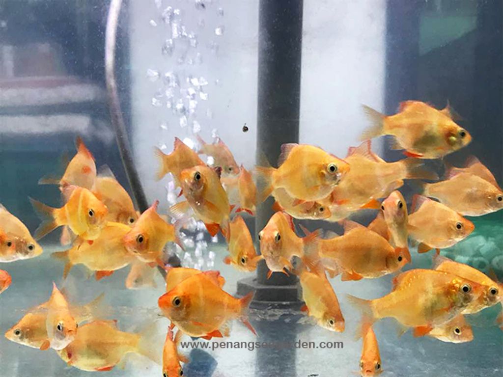 Barb Yellow L RM1 - 07A.jpg