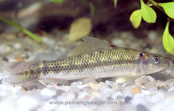 Algae Eater 食藻鱼 RM2.70 - 01A.jpg