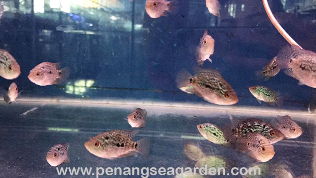 Small Flower Horn RM10-03w.jpg