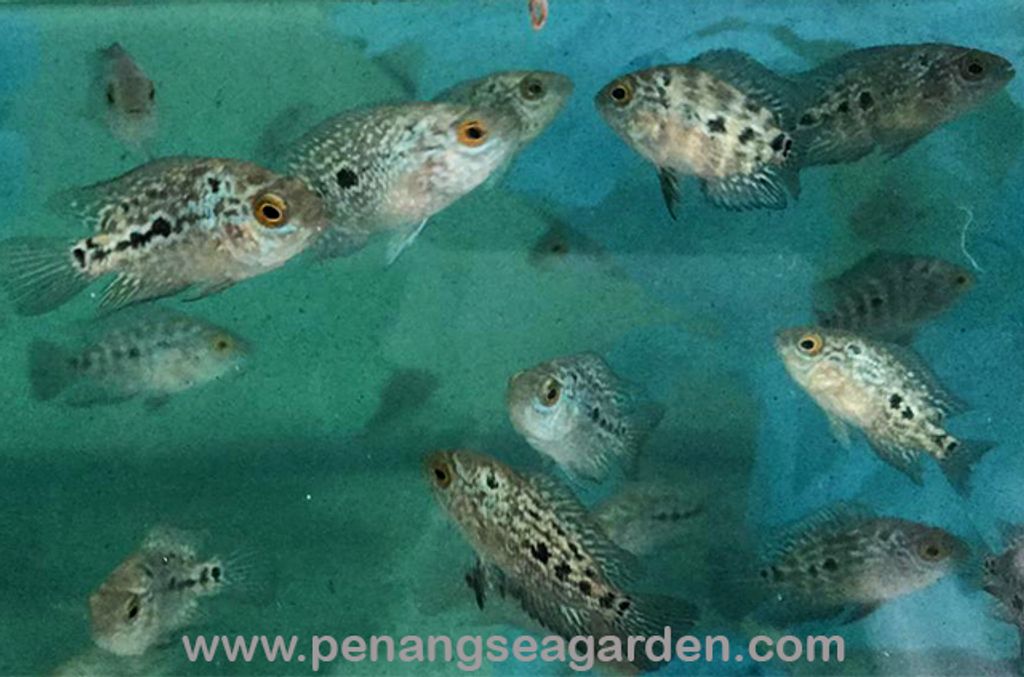 Kamalau Flowerhorn 金玛骝花罗汉(Small)RM10-06w.jpg