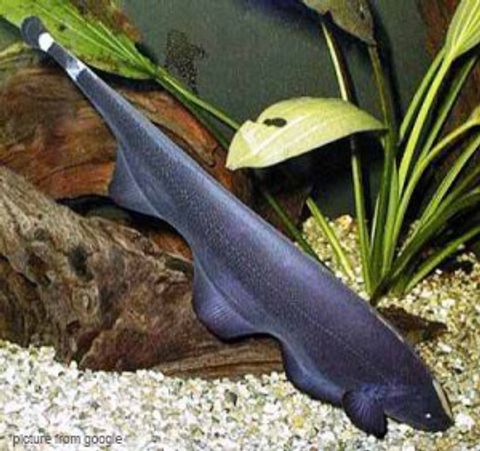 Black Ghost Knife Fish  魔鬼刀 - Web..jpg