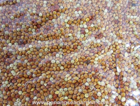 YPA Millet Red 400g RM4.50 - 3w.jpg