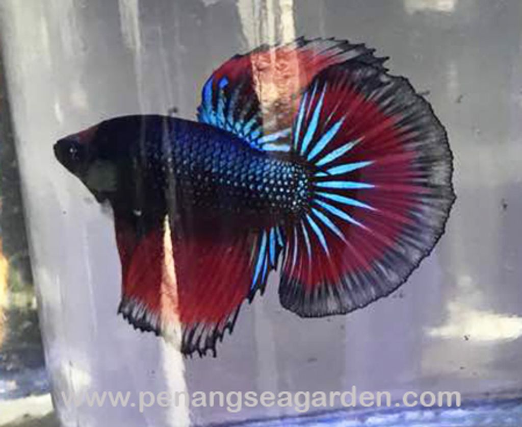 Betta - Halfmoon RM6 - 02w.jpg