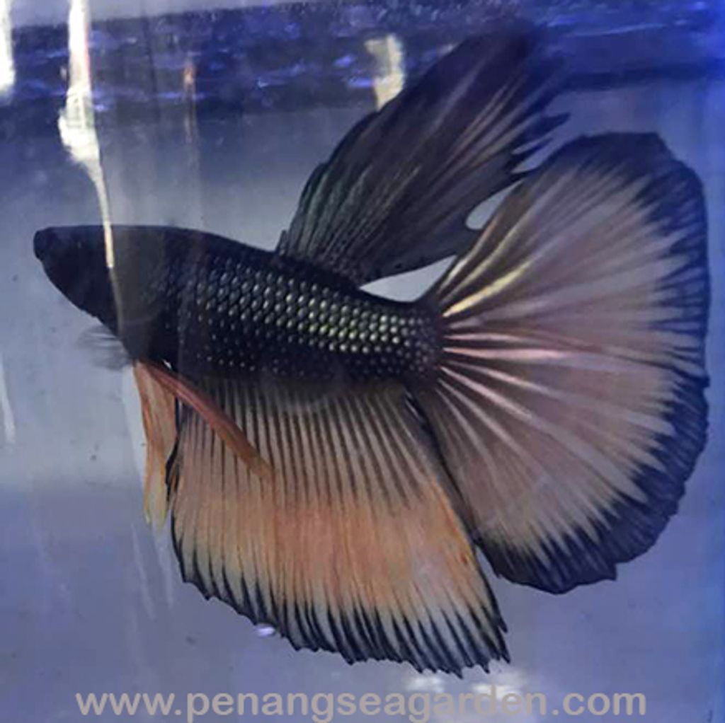 Betta - Halfmoon RM6 - 04w.jpg