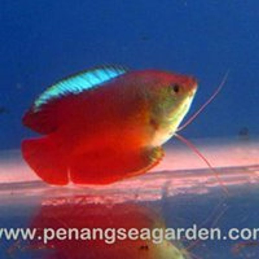 Gourami Dwarf  Sunset L RM2 - 03.jpg