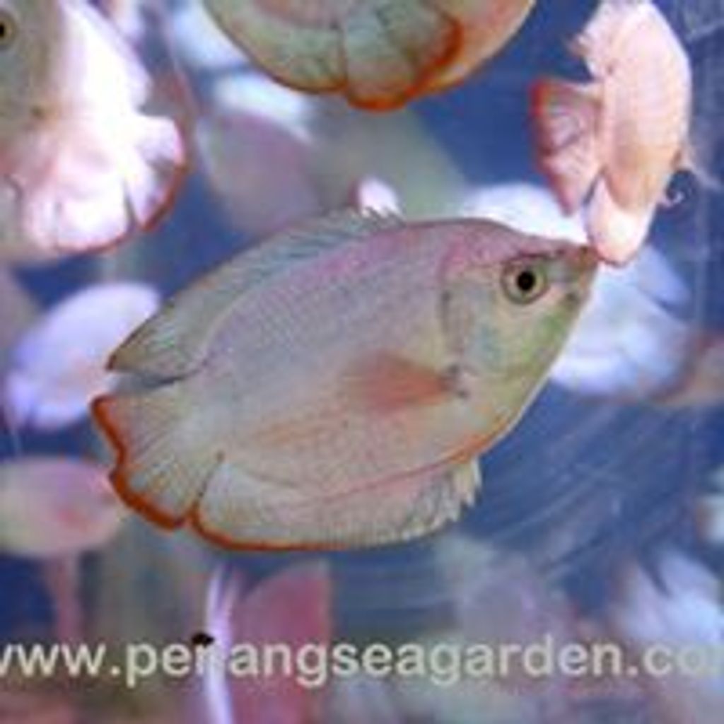 Gourami Dwarf  Cobalt Blue RM3 - 02.jpg