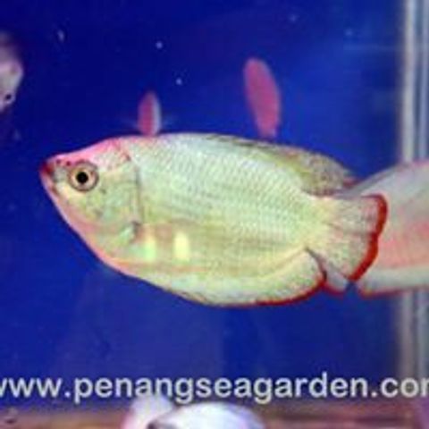 Gourami Dwarf Cobalt Blue RM3 - 03.jpg