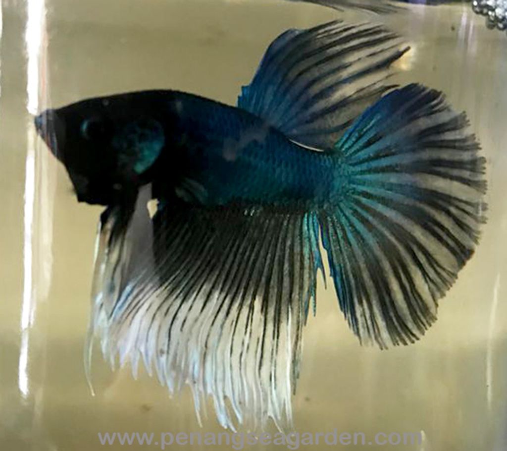 Betta - Halfmoon RM6 - 05w.jpg