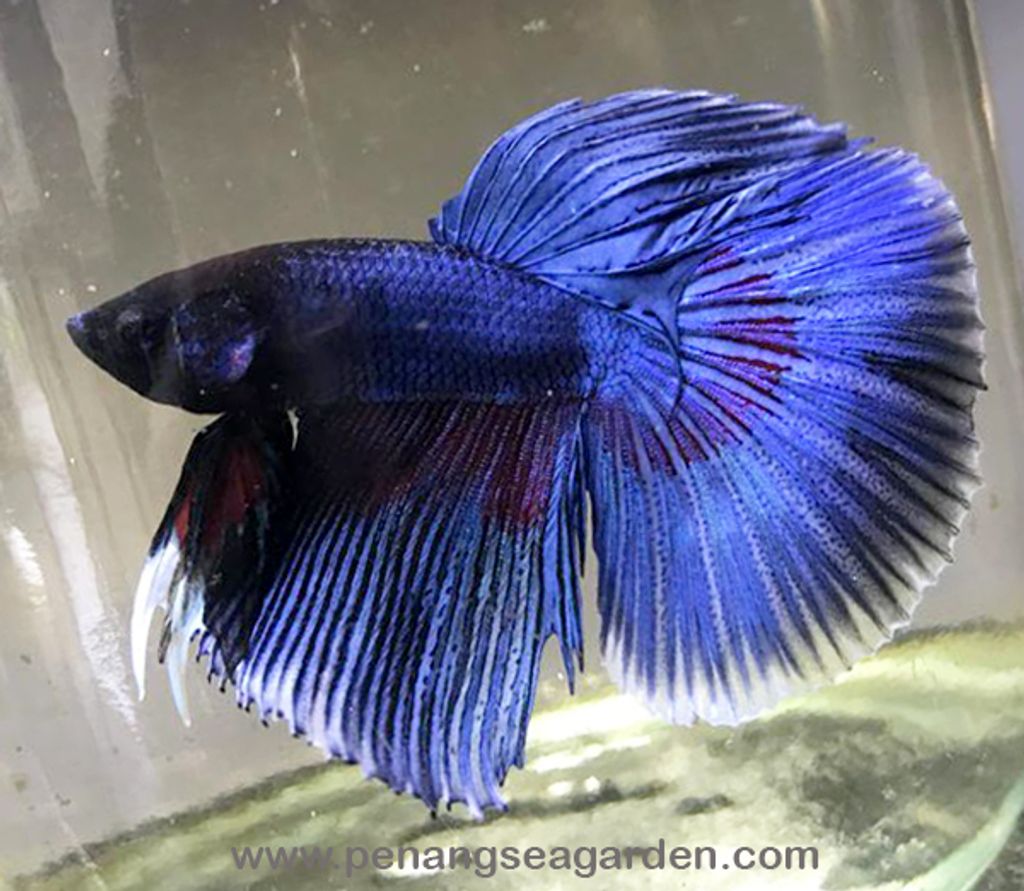 Betta - Halfmoon RM6 - 06w.jpg