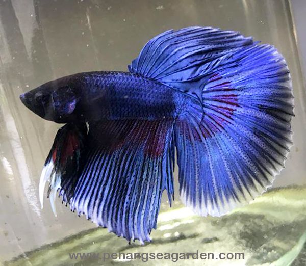Betta - Halfmoon RM6 - 06w.jpg