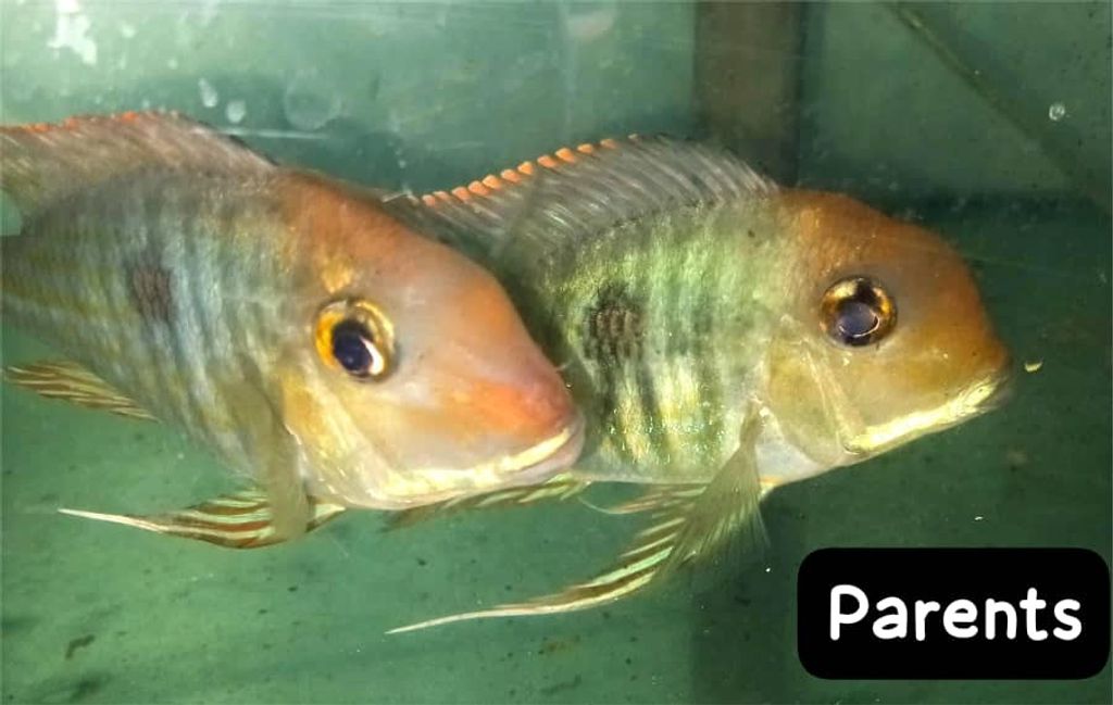 parent 2