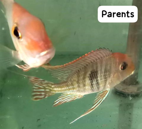 parent 1