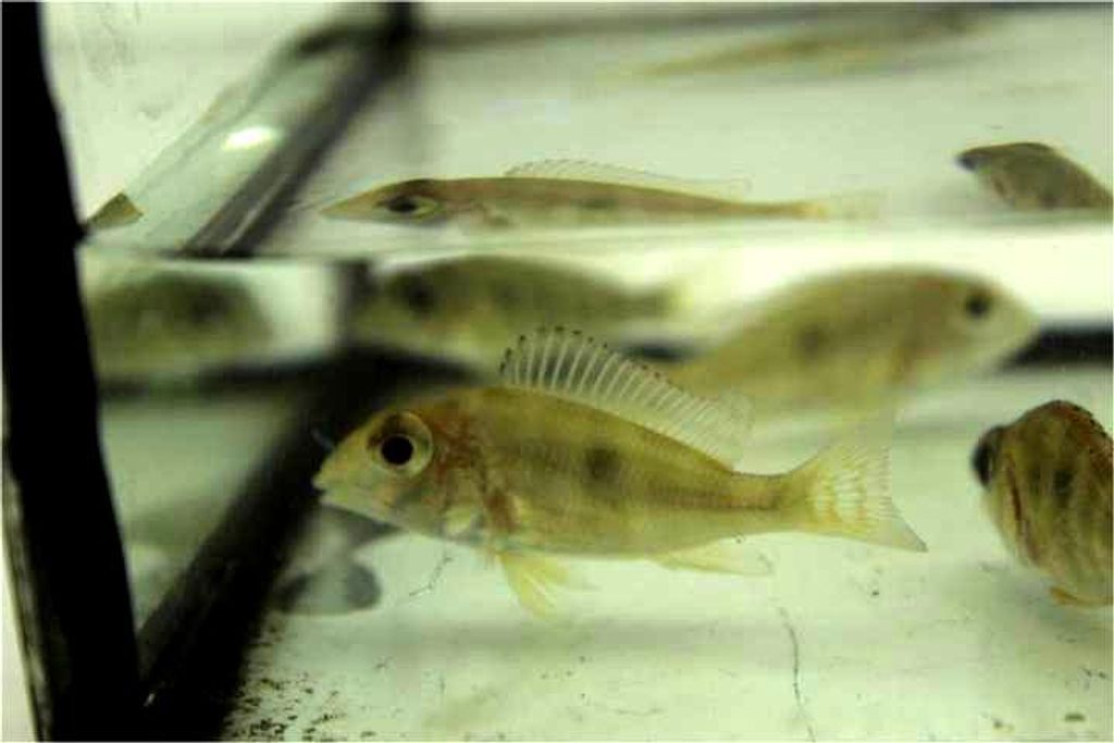 FISH 2