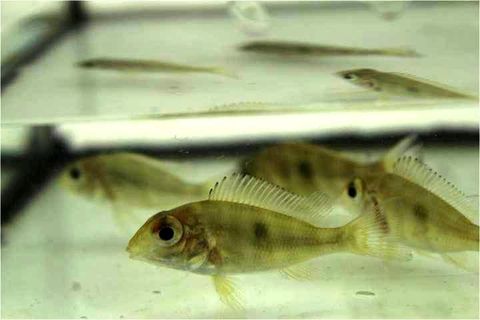 FISH 1
