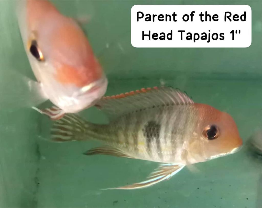 parent 3