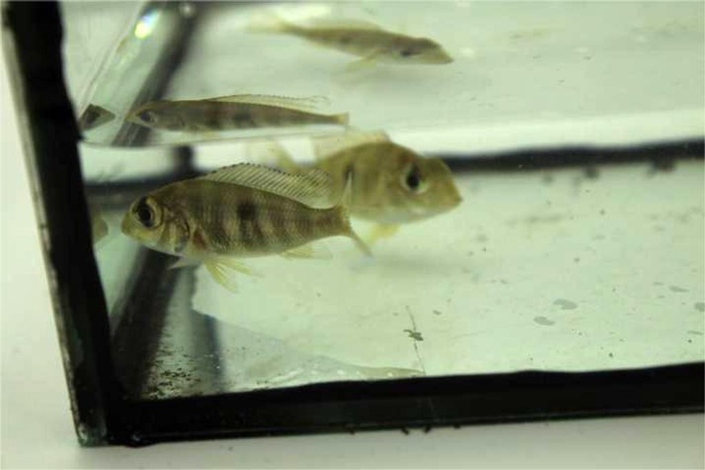 FISH 6