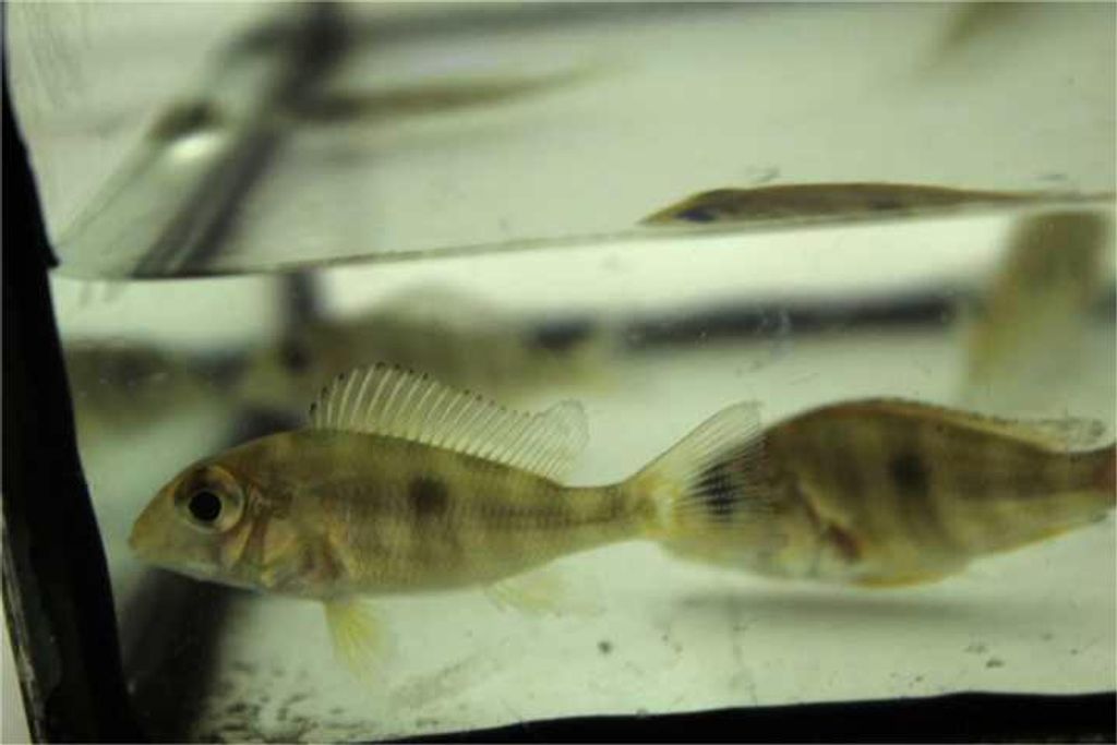 FISH 5