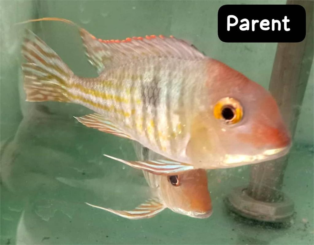 parent 4