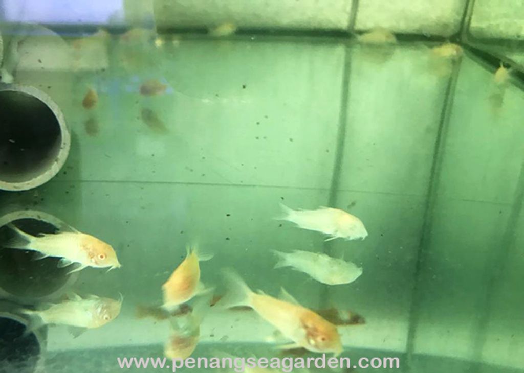 Albino Cory RM2 - 4w.jpg