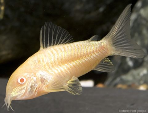 Albino Cory RM2 - Web.g.jpg