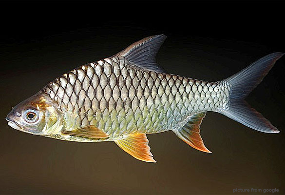 Lemon Fin Barb 4inc RM8 - Web.w.jpg