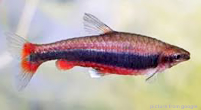 Red Beckford Pencil 豔紅鉛筆 RM3 - Web.w.jpg