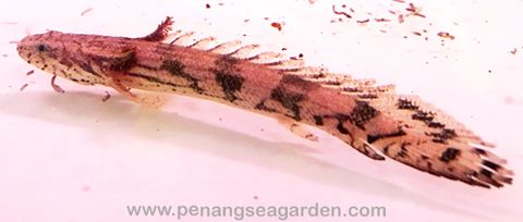 Polypterus Endlicheri 虎斑恐龍 4inc RM38 - 06w.jpg