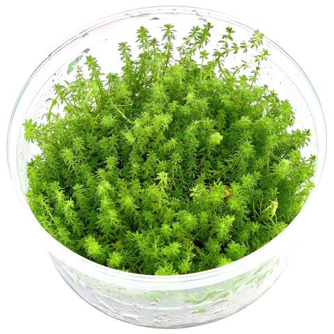 Myriophyllum guyana - 1.jpg