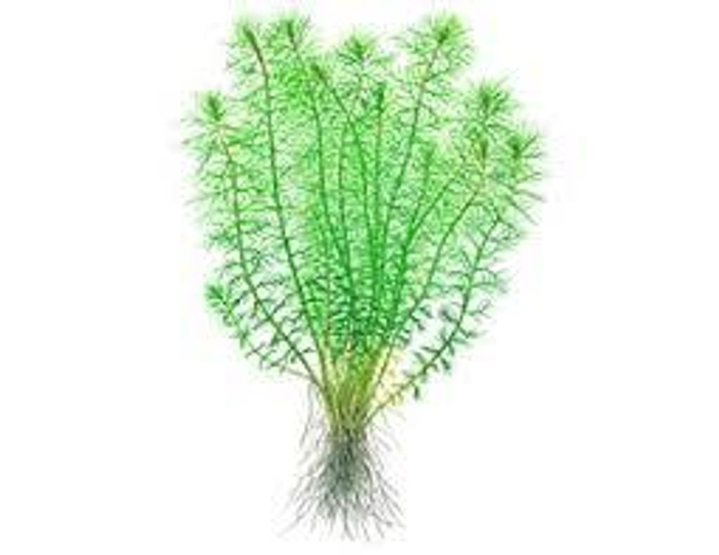 Myriophyllum guyana - 2.jpg