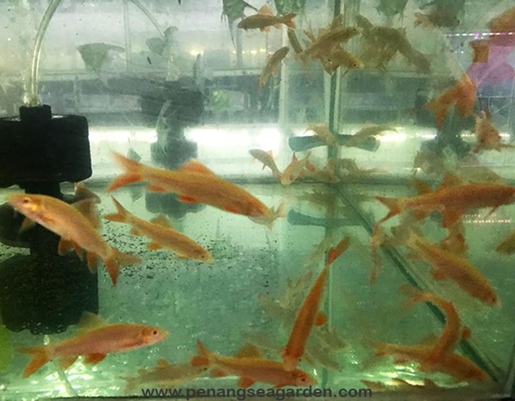 Albino Shark 红眼白化鲨鱼 RM4.70 - 02w.jpg