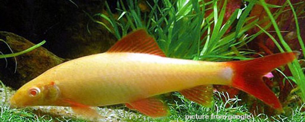 Albino Shark 红眼白化鲨鱼 RM4.70 - Web.1.jpg