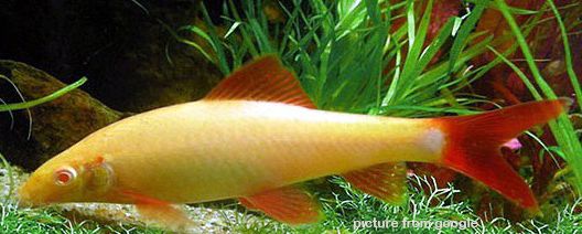 Albino Shark 红眼白化鲨鱼 RM4.70 - Web.1.jpg