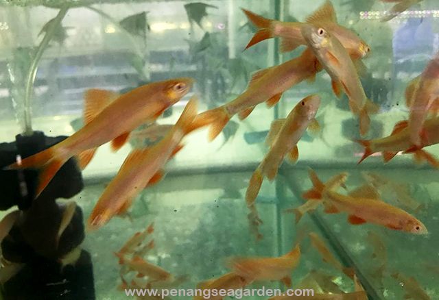 Albino Shark 红眼白化鲨鱼 RM4.70 - 14w.jpg