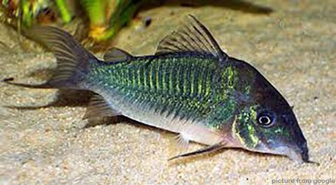 Hi Fin Green Cory高鰭青鼠 RM4.80.w.jpg
