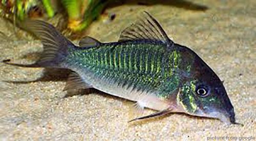 Hi Fin Green Cory高鰭青鼠 RM4.80.w.jpg